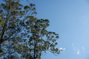 beautiful gum Trees and shrubs in the Australian bush forest. Gumtrees and native plants growing in Australia in spring