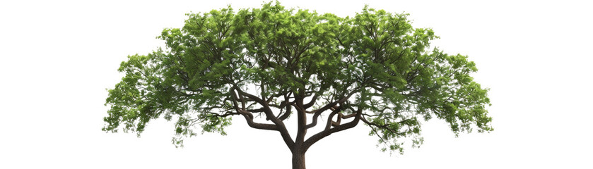Fototapeta premium Wide green tree with lush leaves and expansive canopy standing in solitude over a white background, nature and environmental