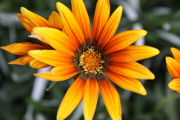 Syn. G. Splendens, Treasure Flower or Gazania Linearis Natural flower
