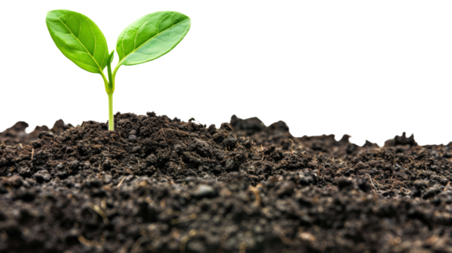 Young green plant sprouting from rich soil on white background, new beginnings growth and nature's resilience.