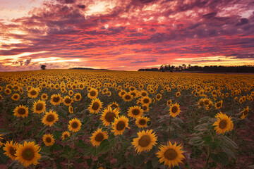 Fototapeta premium Sunset with an intense sky of red clouds over a field of sunflowers in Palencia