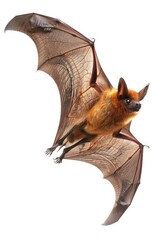 Obraz premium A brown bat flying through the air