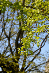 English oak leaves