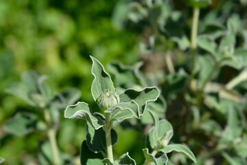 Jerusalem sage flower buds