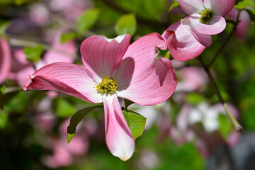 Flowering Dogwood Cherokee Chief branch with flowers
