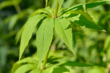 Endemic veronicastrum leaves