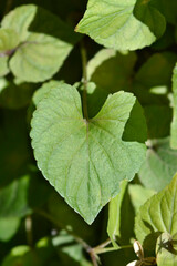 Labrador viola leaves