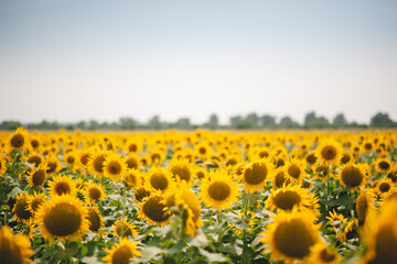Obraz premium Full view of sunflowers under a clear blue sky