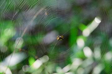Close-up view of spider on web in forest
