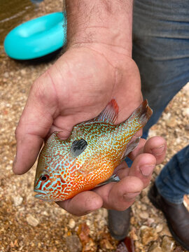 Man holding deformed bluegill fish on riverbank