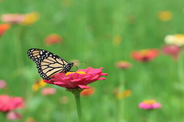 A monarch butterfly gracefully lands on a beautiful flower