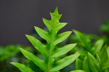 Close-up view of fern leaves grow up in