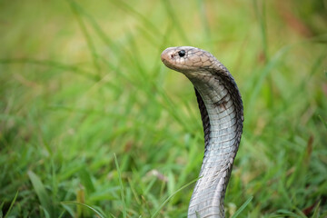 Naja sputatrix defensive position on the green grass
