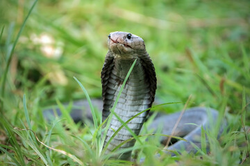 Naja sputatrix defensive position on the green grass