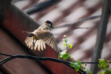 Naklejka premium The sooty-headed bulbul (Pycnonotus aurigaster)