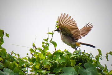 The sooty-headed bulbul (Pycnonotus aurigaster)