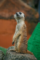 A group of cute meerkats