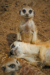 A group of cute meerkats