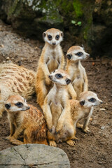 A group of cute meerkats