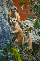 A group of cute meerkats
