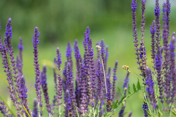 Purple sage flowers in the meadow