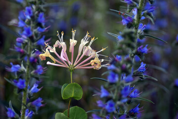 Flowers of Etruscan honeysuckle (Lonicera etrusca)