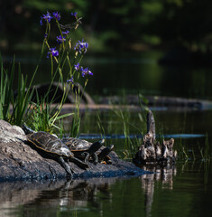 Group of turtles sun bathing on rocks in a lake on hot summer day.