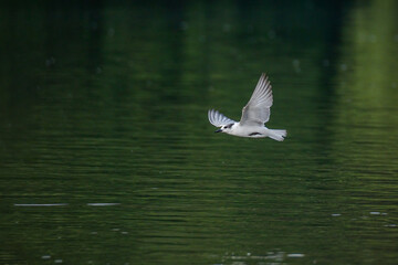 Common Tern in flight in natural native habitat