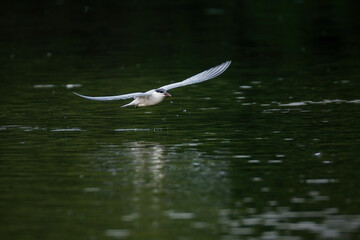 Common Tern in flight in natural native habitat