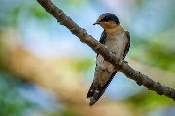 Pacific Swallow or Hill Swallow
