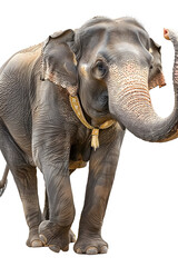 Fototapeta premium Indian elephant female greeting cutout
