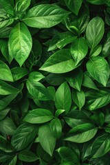 A close-up view of a group of green leaves, perfect for nature or environmental graphics