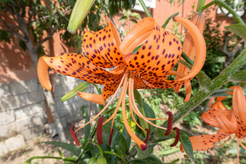 Lilium Tigrinum Lily flower petals color