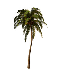 palm tree isolated on white © RAFI