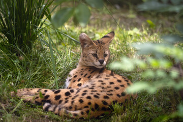 The serval (Leptailurus serval), wild cat lying in the grass in green. Small spotted African cat in the grass. © Karlos Lomsky