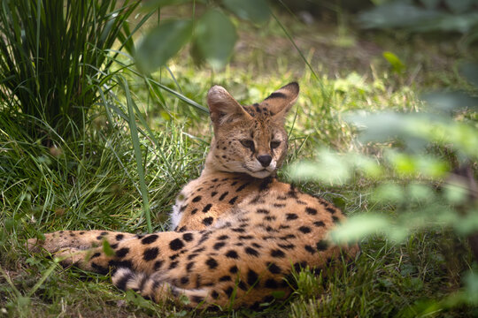 The serval (Leptailurus serval), wild cat lying in the grass in green. Small spotted African cat in the grass.