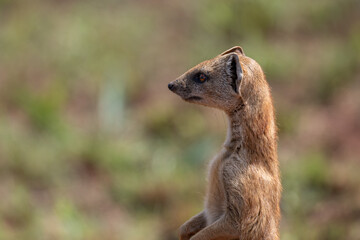 Closeup of a yellow mongoose on the lookout in Rietvlei Nature Reserve South Africa