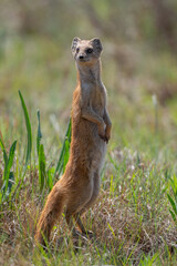 A yellow mongoose on the lookout in Reitvlei nature Reserve, South Africa