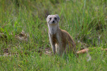 A yellow meerkat seated in green grass, Rietvlei Nature Reserve, South Africa