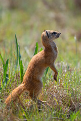A yellow mongoose on the lookout in Rietvlei Nature Reserve, South Africa