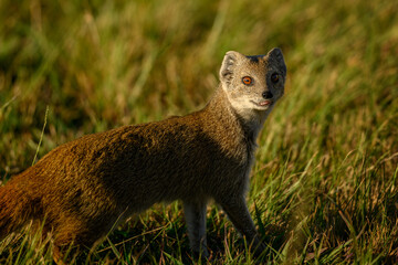 Yellow mongoose in the Rietvlei Nature Reserve, South Africa