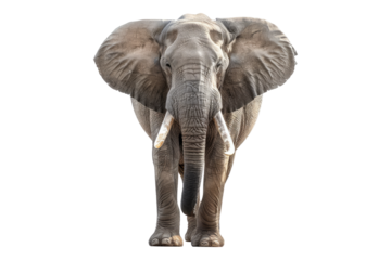 Elephant isolated on transparent background