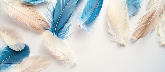 Fototapeta premium Blue and beige feathers isolated on white backdrop with room for copy space image.