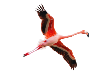 Flamingo flying isolated on transparent background
