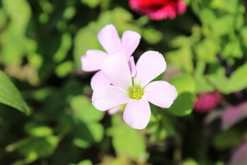 Naklejka premium False shamrock or Oxalis triangularis plant and flowers