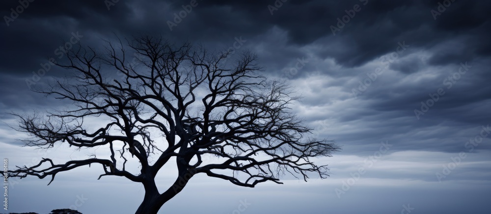 Poster silhouetted tree against a dark sky, providing a striking composition with copy space image.