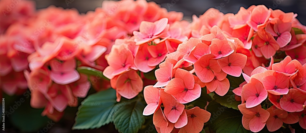 Poster A photo of vibrant coral hydrangea macrophylla with a blurred background, providing ample room for text in the copy space image.