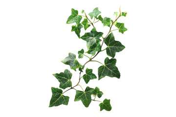 Ivy leaves isolated on transparent background