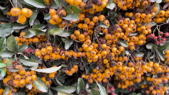 orange and red berries of pyracantha firethorn. High quality 4k footage