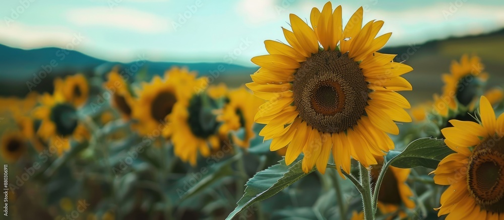 Poster sunflowers in a rural setting with a picturesque background perfect for a copy space image.